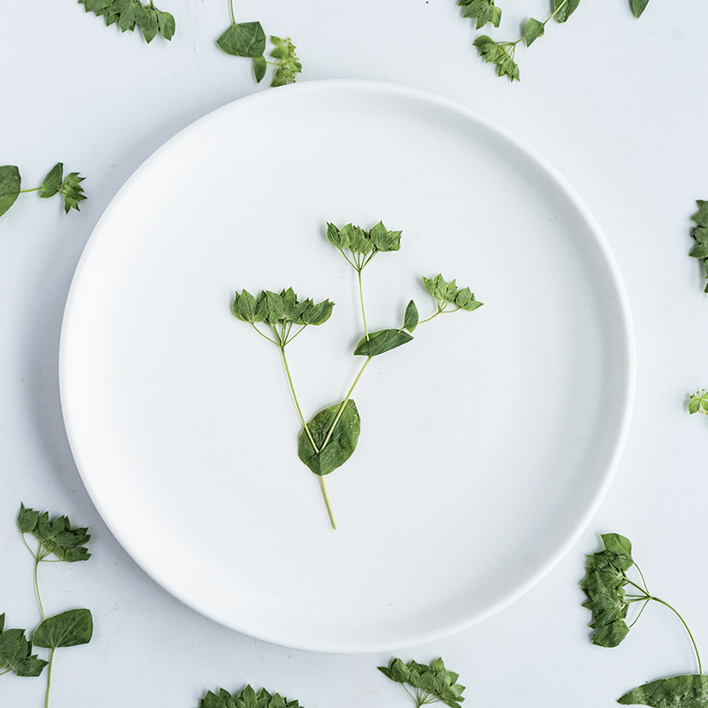 Plant Parent Sticker - 60個入り ウサギの耳草 枝付き、本物の葉、子供と親子DIY用の手作りステッカー、植物標本、ドライフラワー、押し花、電話ケース、手作りフォトフレーム、ブックマーク、リーフステッカー