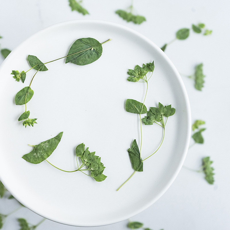 60個入り ウサギの耳草 枝付き、本物の葉、子供と親子DIY - Plant Parent Sticker のレビューと価格